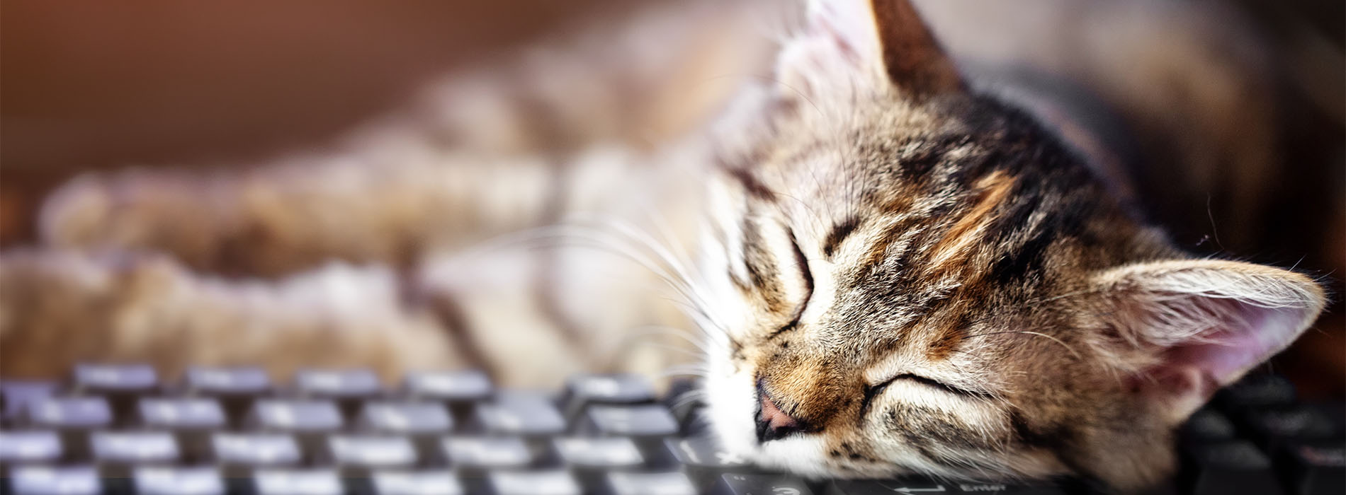 What does your spirit animal say about you?