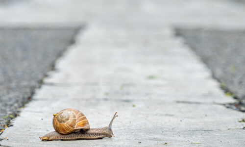 Slowbalisation ou slow to court ?