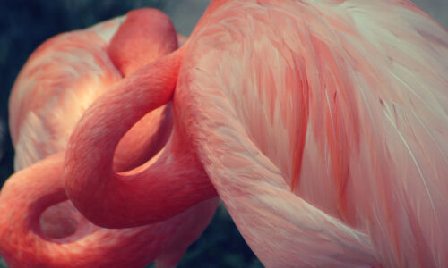 Boost your brain before a decision or demanding mental task with a balancing exercise the Pink Flamingo