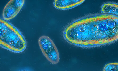 What can we learn from the robustness of living organisms?